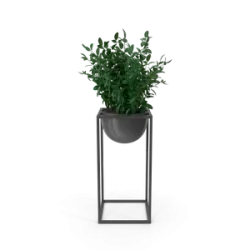 House Showpiece Plant