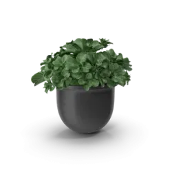 Plant Pot